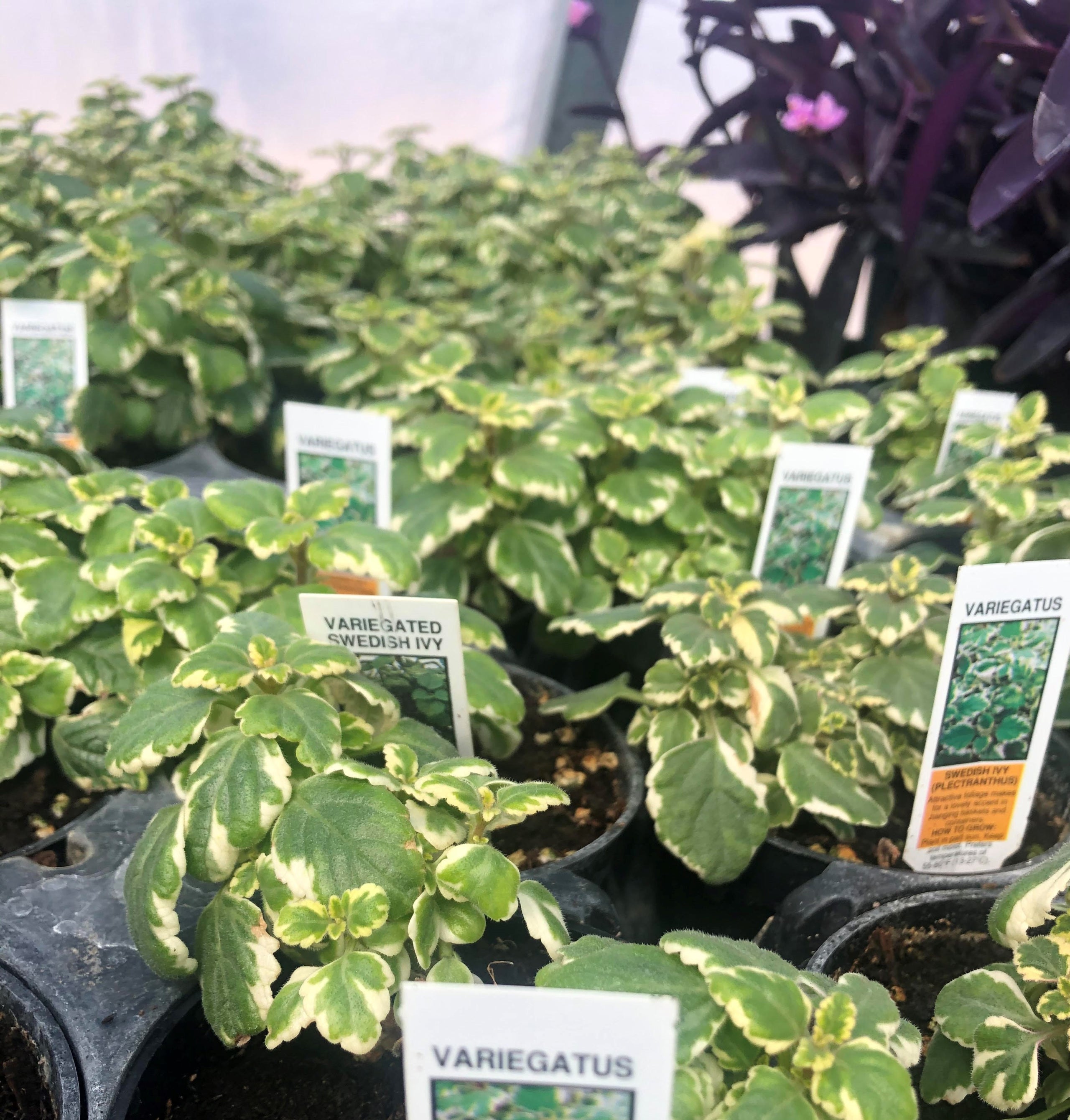 Iboza Vine Common Scents Nursery